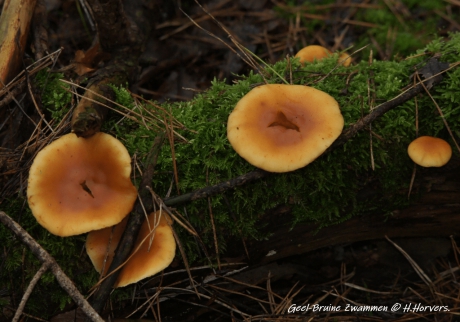 Geel-Bruine Zwammen.