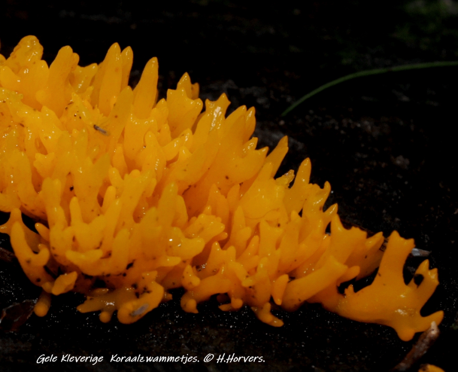 Gele Koraalzwammetjes - Schimmels - Gele Koraalzwammetjes