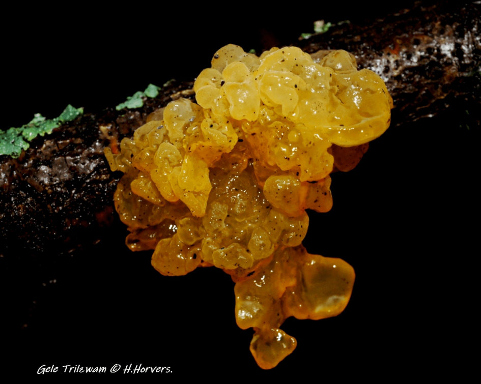 Gele Trilzwam. - Schimmels - Gele Trilzwam.