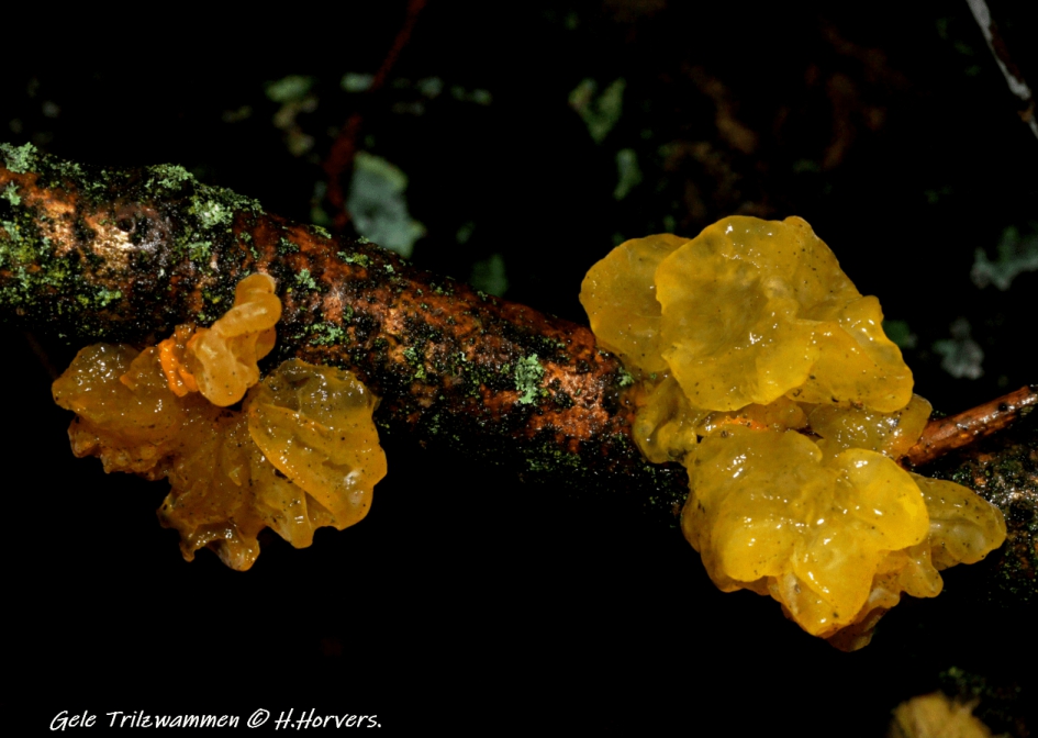 Gele Trilzwam. - Schimmels - Gele Trilzwam.