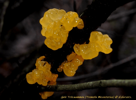 Gele Trilzwammen.