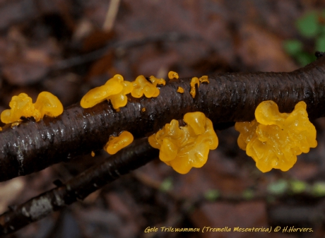 Gele Trilzwammen.