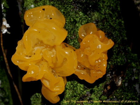 Gele Trilzwammen.