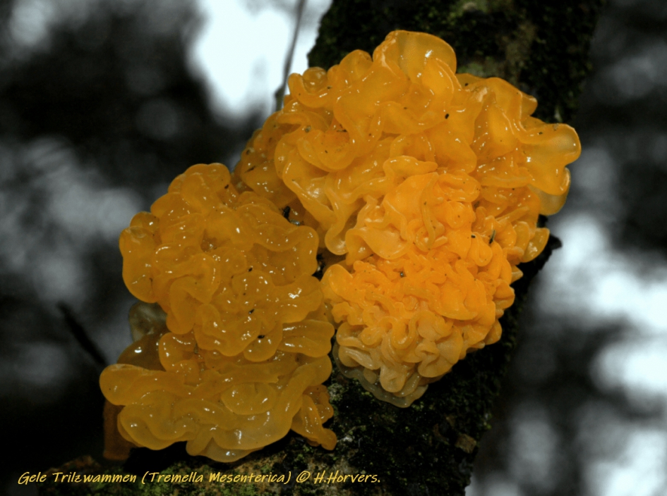 Gele Trilzwammen. - Schimmels - Gele Trilzwammen.
