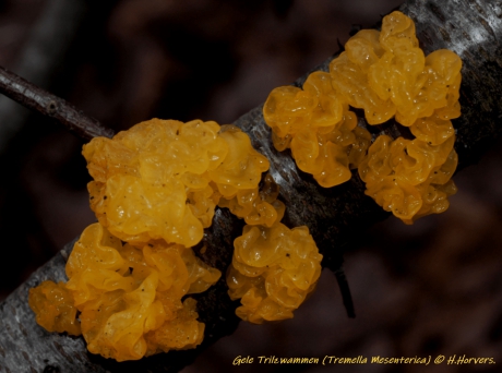 Gele Trilzwammen.