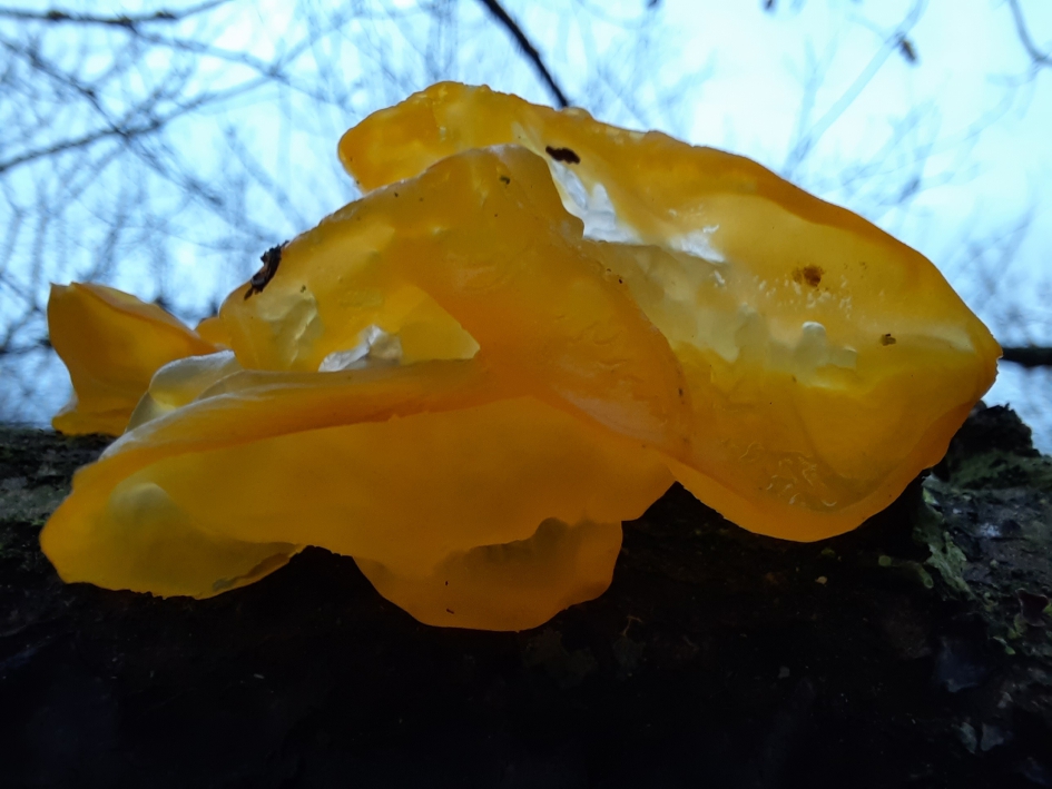 Gele Trilzwammen! - Schimmels - Gele trilzwammen.