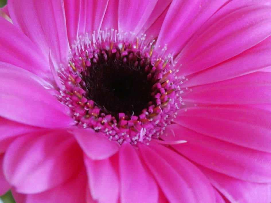 Gerbera - Planten - 