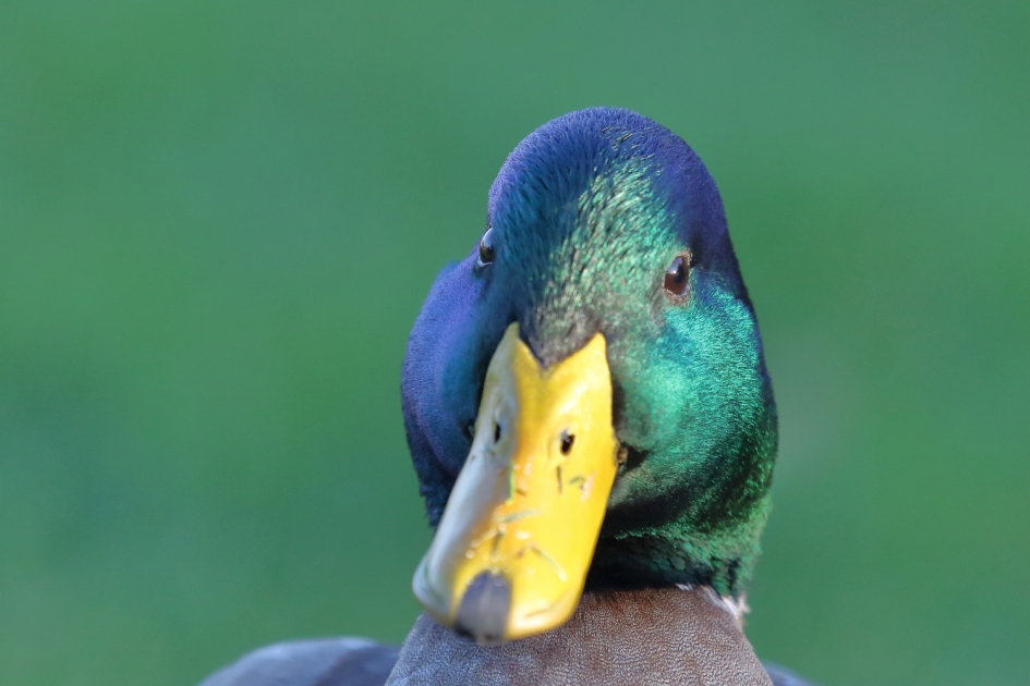 goedemiddag - Vogels - parkeend -m-