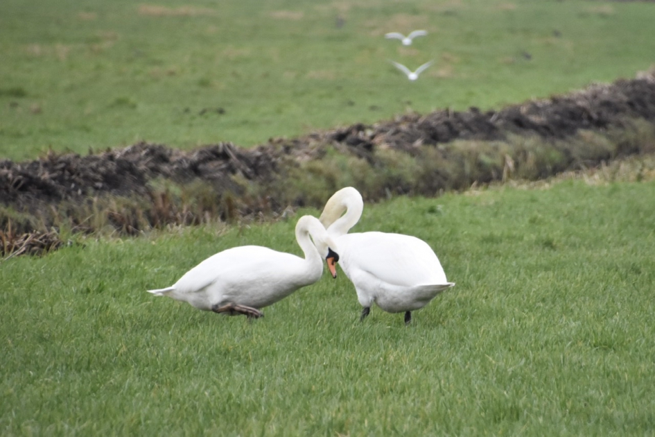 Goedgekeurd - Vogels - 