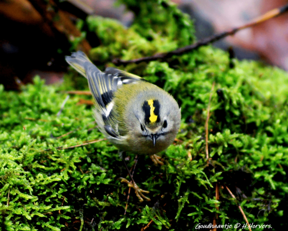 Goudhaantje - Vogels - Goudhaantje