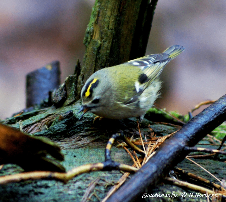 Goudhaantje - Vogels - Goudhaantje