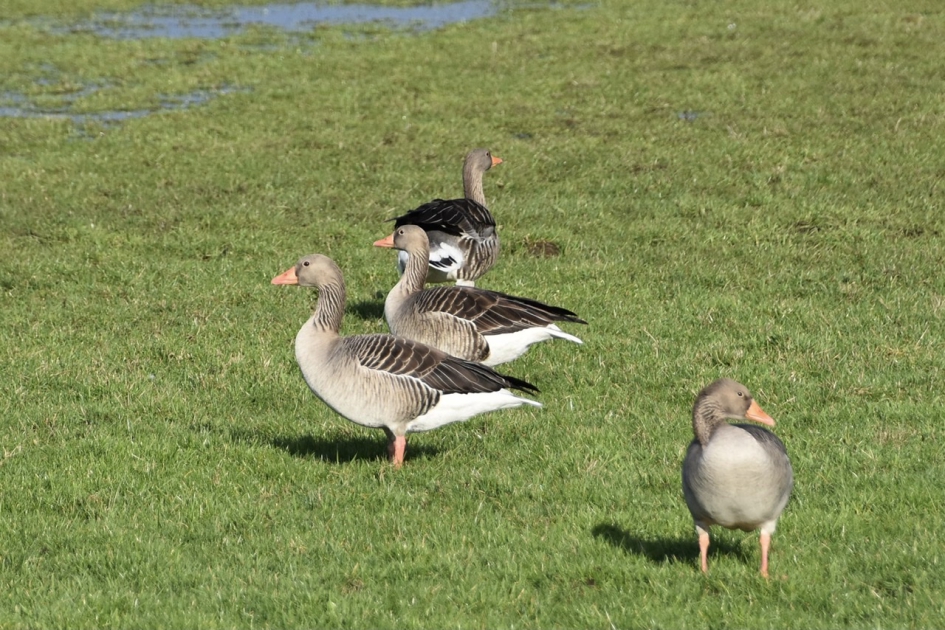 Grauwe ganzen - Vogels - 
