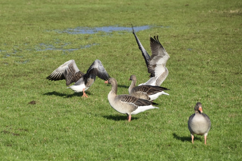 Grauwe ganzen - Vogels - 