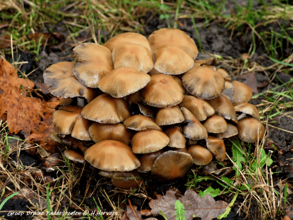 Groep Zwammen. - Schimmels - Groep Zwammen.