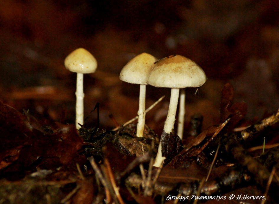 Groepje Paddestoeltjes. - Schimmels - Groepje Paddestoeltjes.