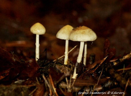 Groepje Paddestoeltjes.