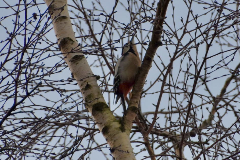 Grote bonte specht - Vogels - 