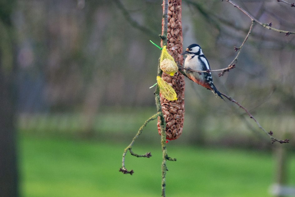 Grote Bonte Specht - Vogels - Grote Bonte Specht