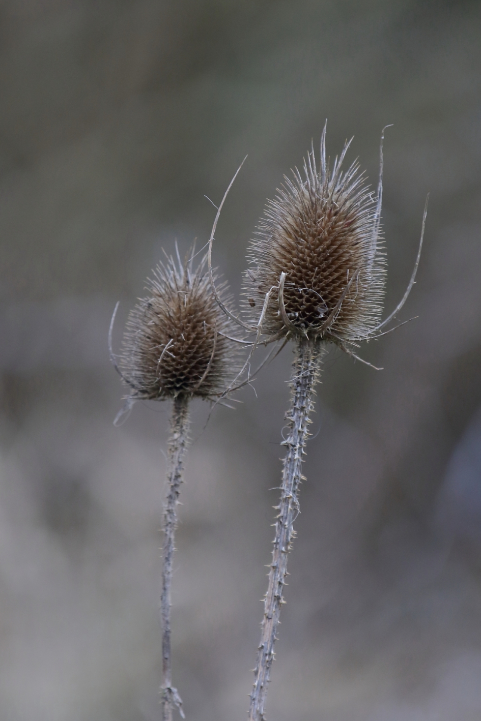 grote kaardebol - Planten - grote kaardebol