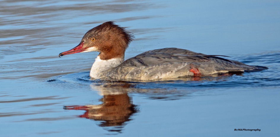 Grote zaagbek. - Vogels - Grote zaagbek.
