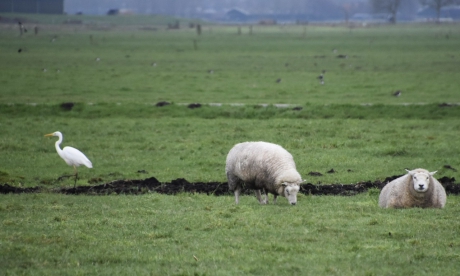 Grote zilverreiger...