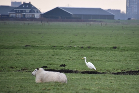 Grote zilverreiger