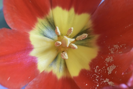 Hart van een tulp