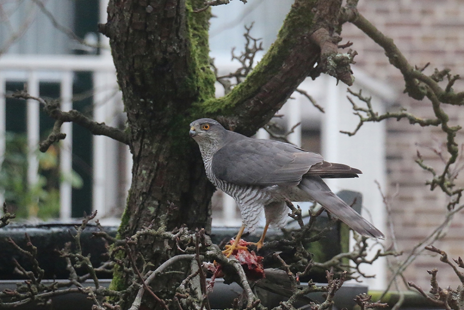 Havik in de achtertuin - Vogels - Havik