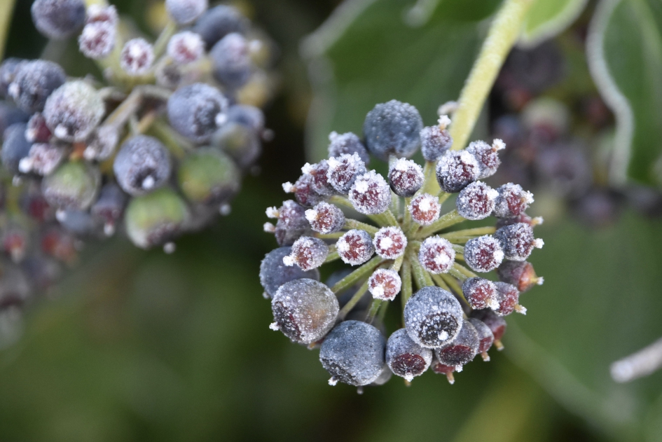 Hedera knoppen - Planten - 
