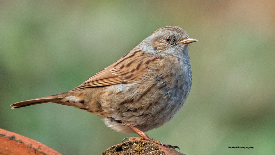 Heggenmus. - Vogels - Heggenmus.