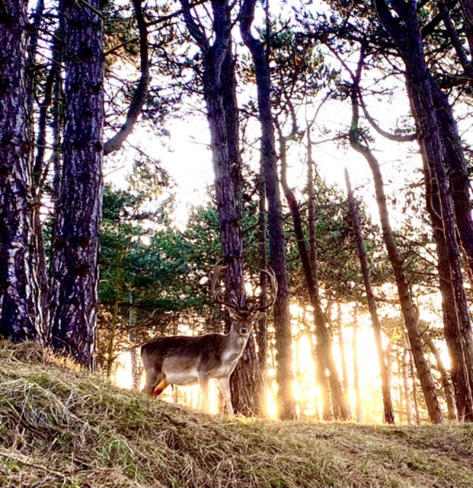 Hert in de vroege morgen in de Amsterdamse Waterleidingduinen - Zoogdieren - Damhert