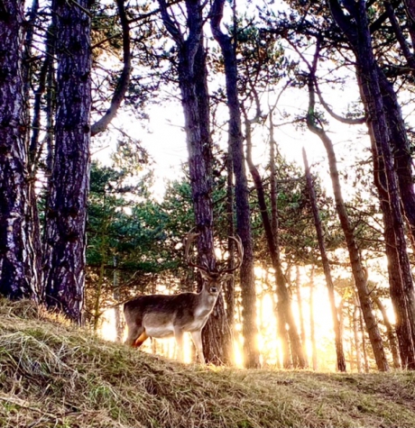 Hert in de vroege morgen in de Amsterdamse Waterleidingduinen