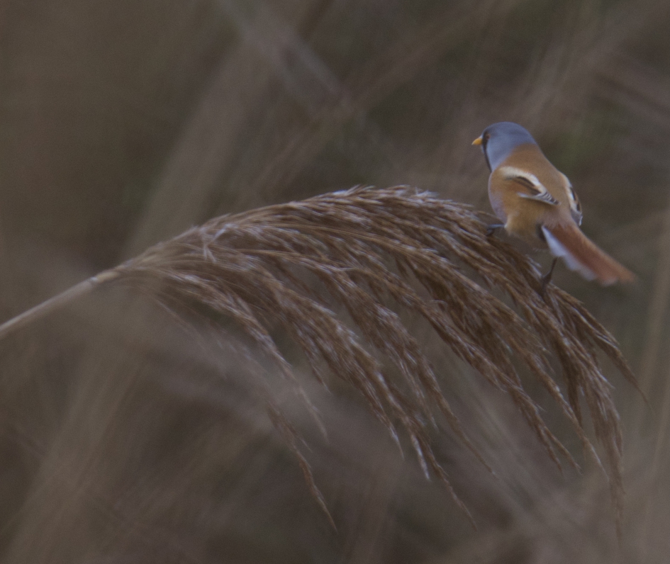 Het baardmannetje - Vogels - Baardmannetje
