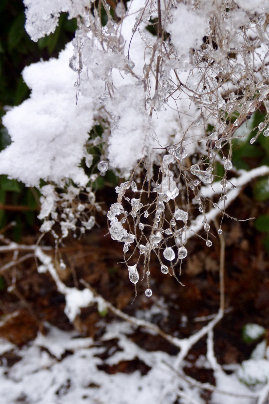 Het dooit alweer - Planten - 