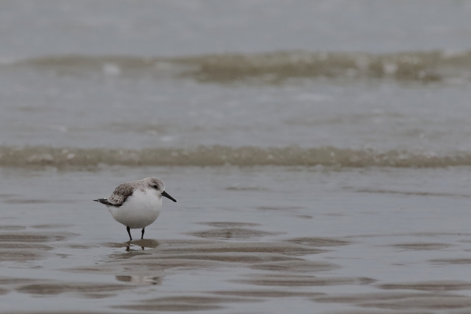 het ruime sop kiezen - Vogels - drieteenstrandloper