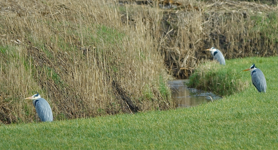 Het wachten is op - Vogels - Blauwe Reiger