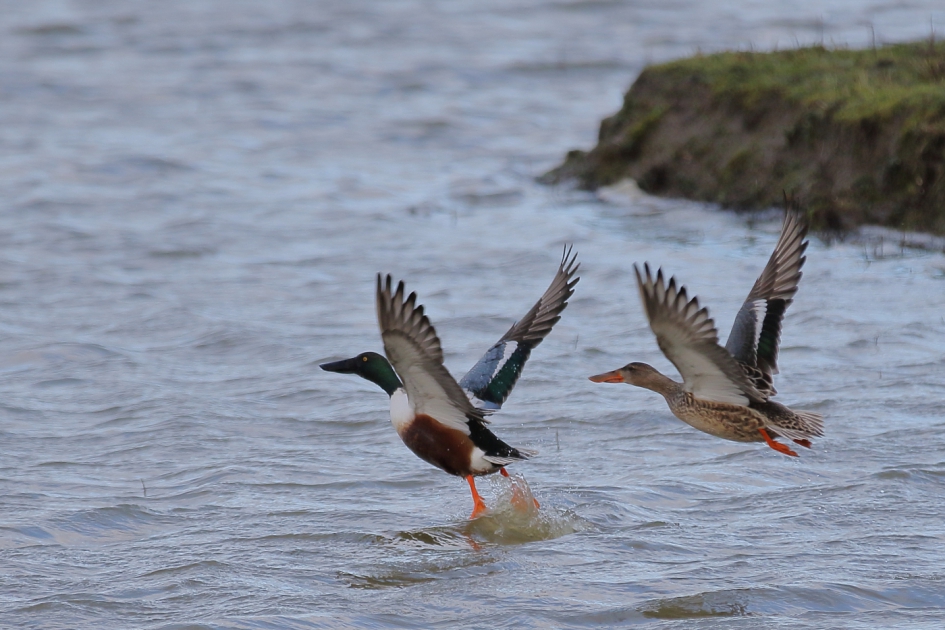 het weekend tegemoet - Vogels - slobeend -m + v-