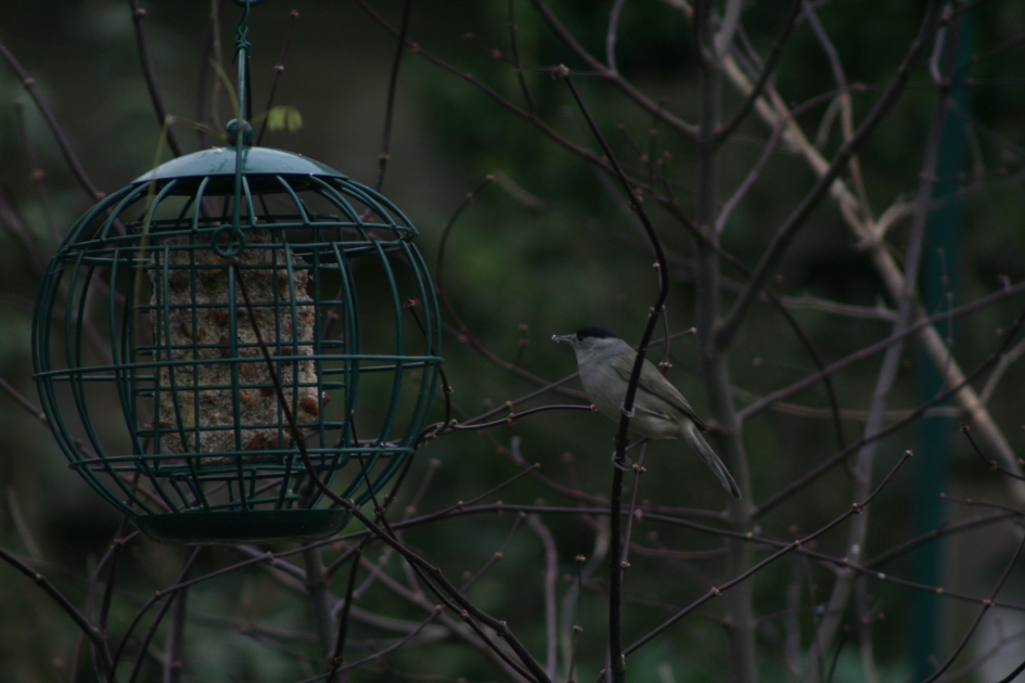 Hij is er weer - Vogels - Zwartkop man