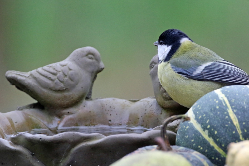 Hmm, vreemde vogels.. - Vogels - koolmees