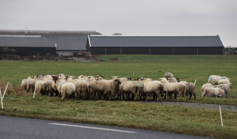 Hollen naar de andere wei... - Zoogdieren - 