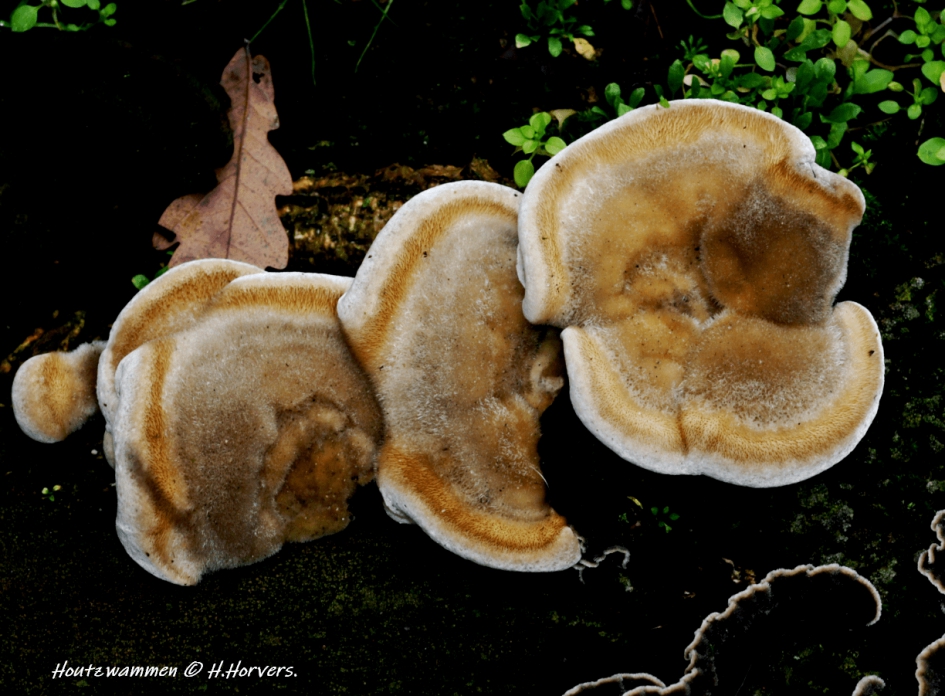 Houtzwammen. - Schimmels - Houtzwammen.