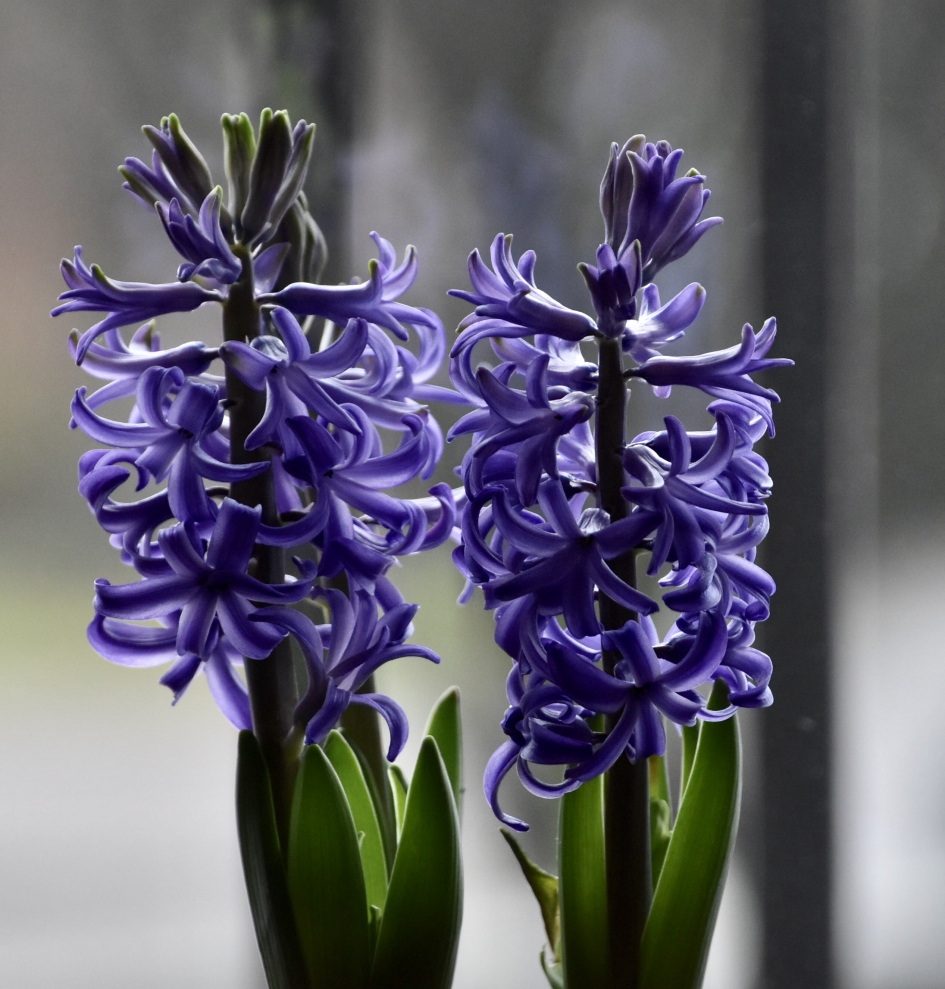 Hyacinten - Planten - 