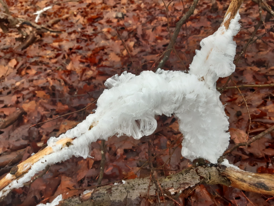 IJshaar 3 - Schimmels - IJshaar