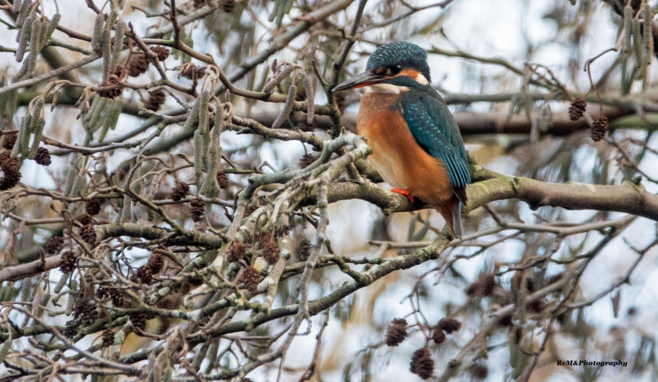 IJsvogel. - Vogels - IJsvogel.