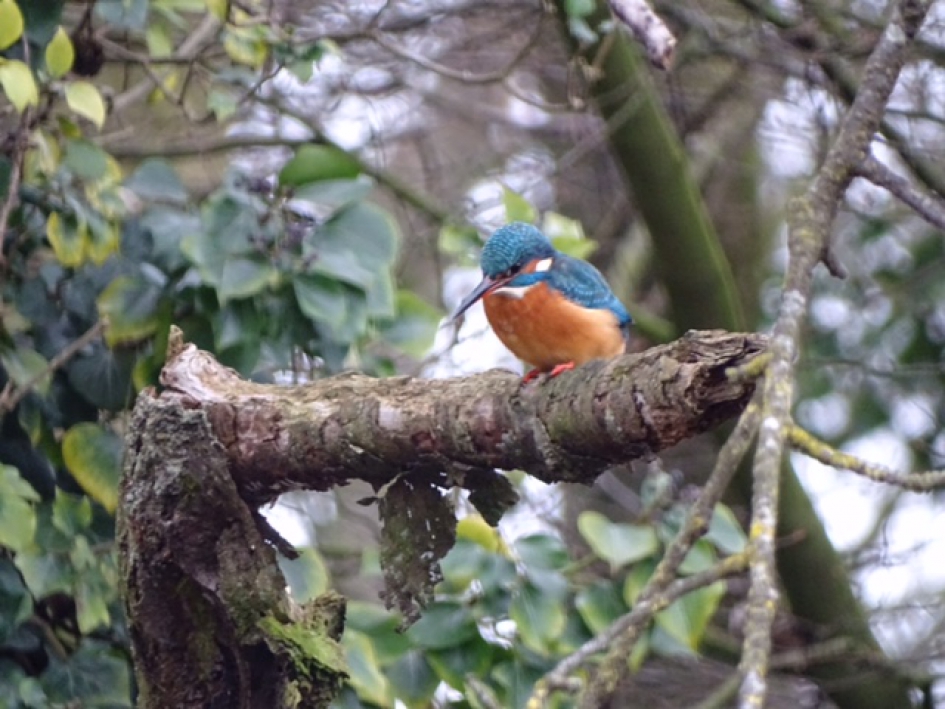 Ijsvogel - Vogels - Ijsvogel