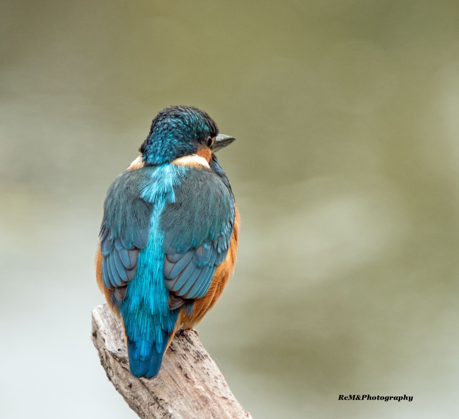 IJsvogel. - Vogels - IJsvogel.