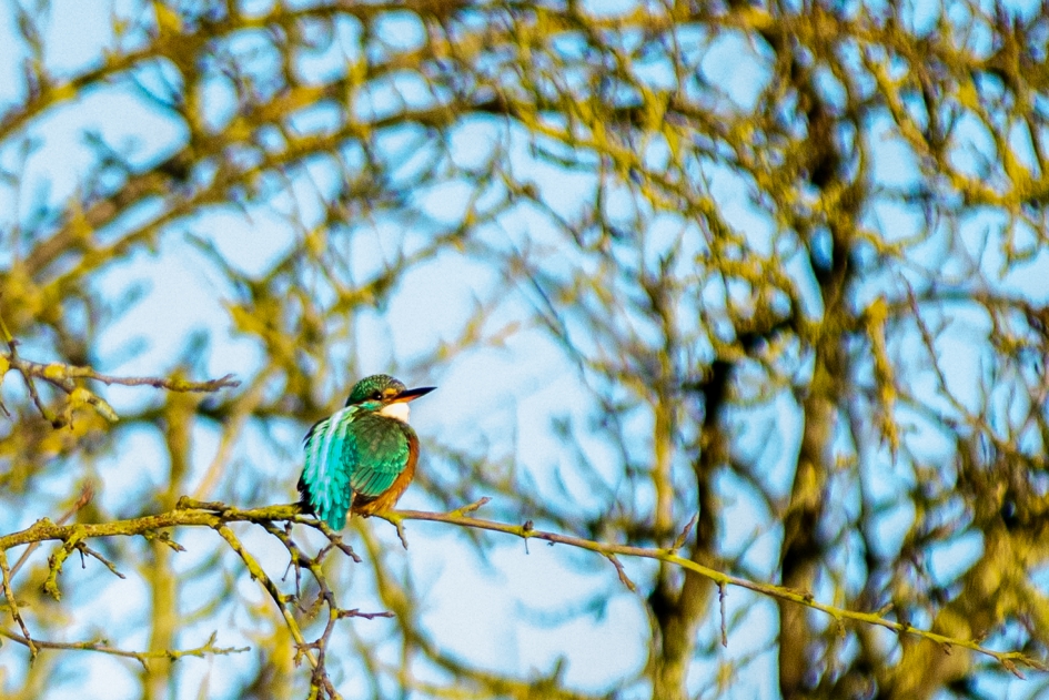 Ijsvogel - Vogels - ijsvogel