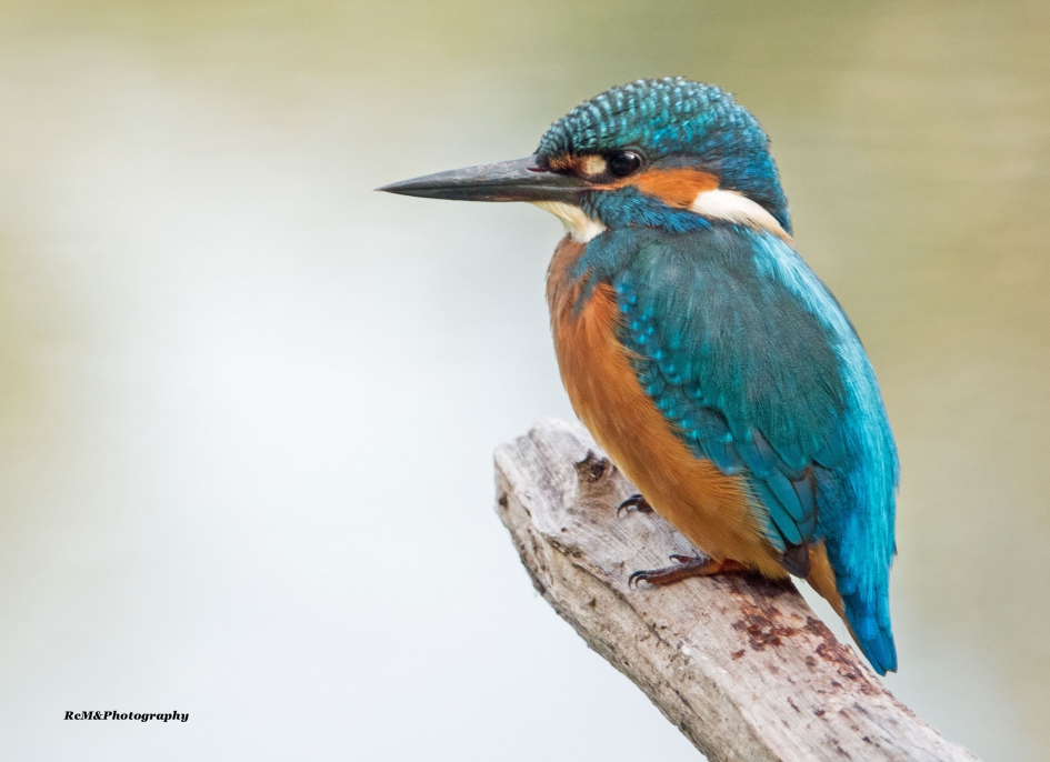 IJsvogel. - Vogels - IJsvogel.