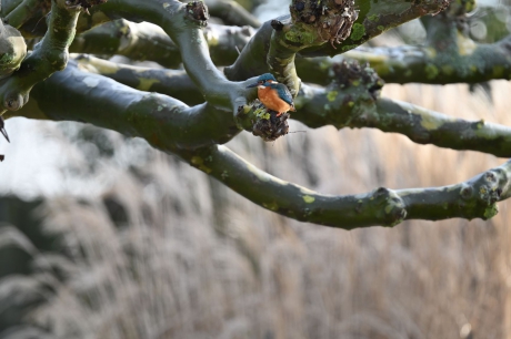IJsvogel in plataan boven vijver