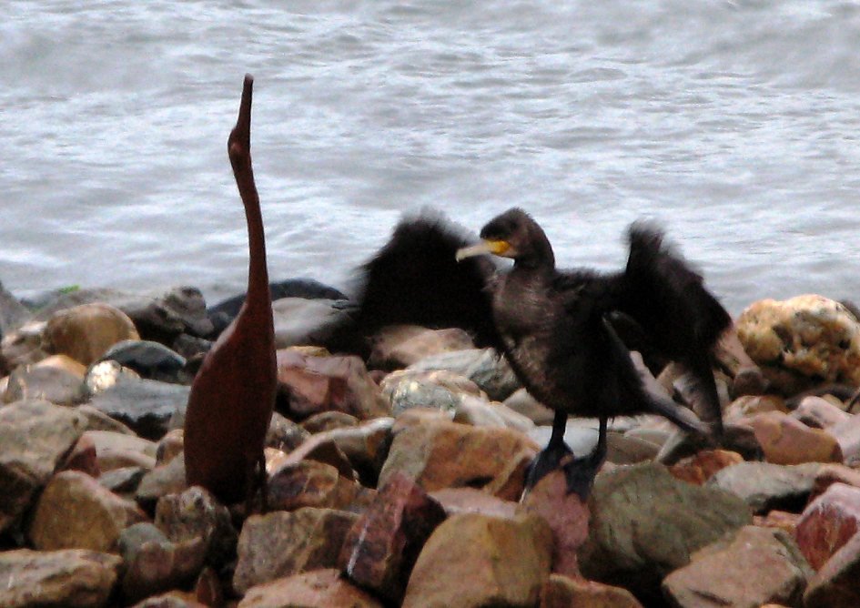ijzeren liefde - Vogels - aalscholver